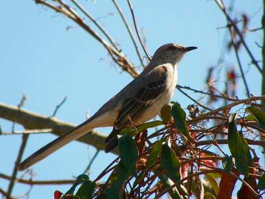la primavera y su ritmo influyen en la longitud de las alas del ruisentildeor la primavera y su ritmo influyen en la longitud de las alas del ruisentildeor