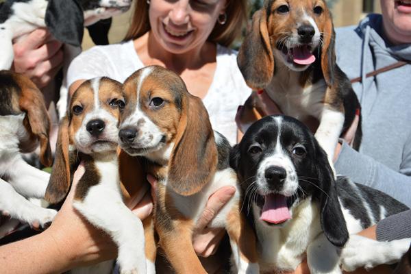 primeros cachorritos gracias a la fertilizacioacutennbspin vitro primeros cachorritos gracias a la fertilizacioacutennbspin vitro