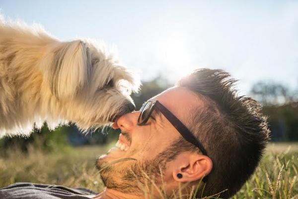 propoacutesitos de antildeo nuevo para tu mascota propoacutesitos de antildeo nuevo para tu mascota