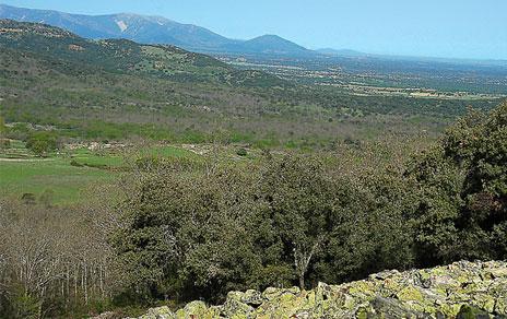 proponen la creacioacuten de corredores naturales en las grandes ciudades para aumentar la presencia de aves proponen la creacioacuten de corredores naturales en las grandes ciudades para aumentar la presencia de aves