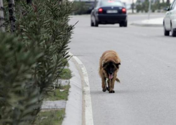 proponen crear un registro de maltratadores de animales y velar por los animales abandonados proponen crear un registro de maltratadores de animales y velar por los animales abandonados