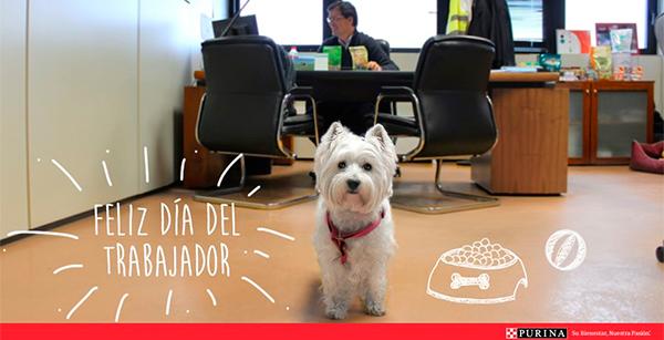 purina pone en marcha petswork un programa para la convivencia entre mascotas y trabajadores en la oficina purina pone en marcha petswork un programa para la convivencia entre mascotas y trabajadores en la oficina