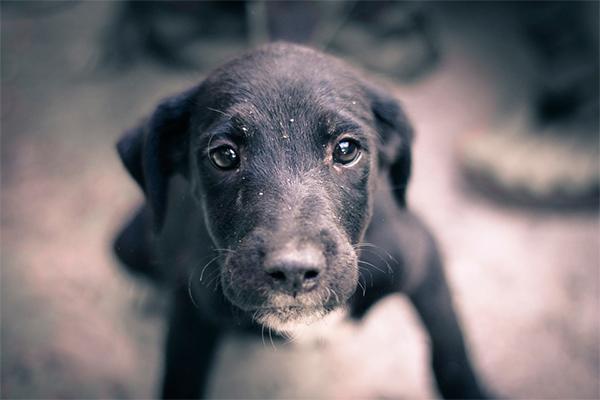 queacute hacer cuando encontramos un animal perdido abandonado o asilvestrado queacute hacer cuando encontramos un animal perdido abandonado o asilvestrado