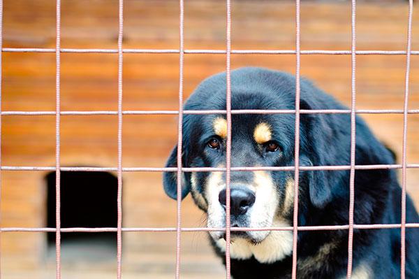 el quotsiacutendrome del perro negroquot no existe el quotsiacutendrome del perro negroquot no existe