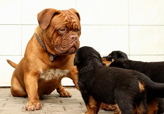 rastreatorcom da a conocer los nombres de los perros maacutes asegurados en espantildea rastreatorcom da a conocer los nombres de los perros maacutes asegurados en espantildea