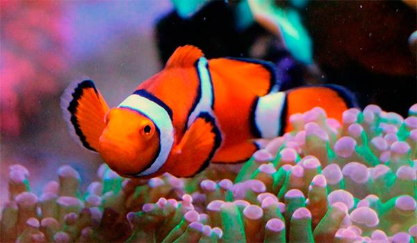 sacan a la luz la maquinaria geneacutetica que utiliza el pez payaso al cambiar de sexo sacan a la luz la maquinaria geneacutetica que utiliza el pez payaso al cambiar de sexo