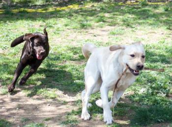 santa susanna acogeraacute del 23 al 25 de octubre las i jornadas sensibilizador del perro lazarillo en cataluntildea avanzando juntos santa susanna acogeraacute del 23 al 25 de octubre las i jornadas sensibilizador del perro lazarillo en cataluntildea avanzando juntos