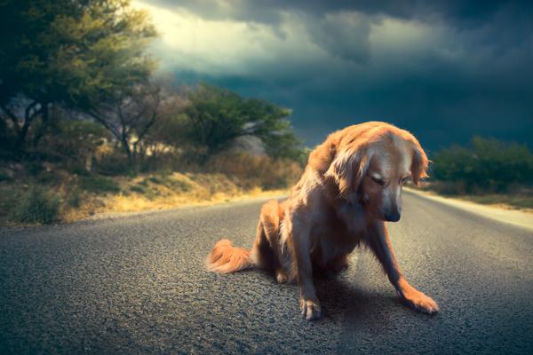 el abandono de mascotas aumenta hasta un 40 en semana santa el abandono de mascotas aumenta hasta un 40 en semana santa