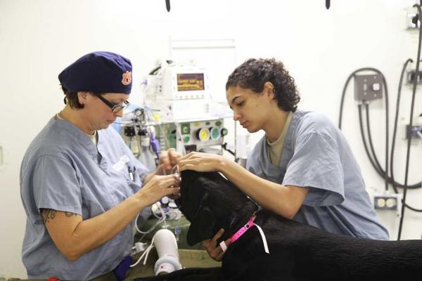 sevc presenta en primicia una novedosa vacuna para luchar contra la leishmaniosis canina sevc presenta en primicia una novedosa vacuna para luchar contra la leishmaniosis canina