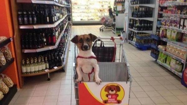 un supermercado italiano adapta los carros para hacer la compra con los perros un supermercado italiano adapta los carros para hacer la compra con los perros