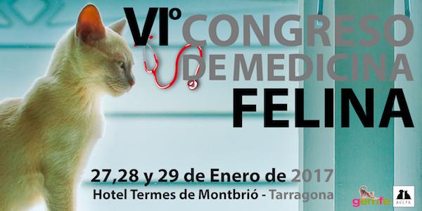 tarragona acogeraacute en enero el congreso de medicina felina gemfe 2017 tarragona acogeraacute en enero el congreso de medicina felina gemfe 2017