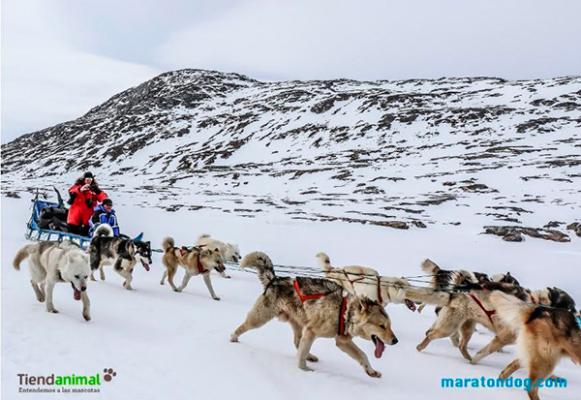 tiendanimal patrocina quotdesafiacuteo aacuterticoquot con el explorador polar maacutes joven de la historia de espantildea tiendanimal patrocina quotdesafiacuteo aacuterticoquot con el explorador polar maacutes joven de la historia de espantildea