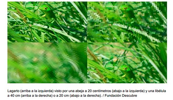 tobeeview descubre c