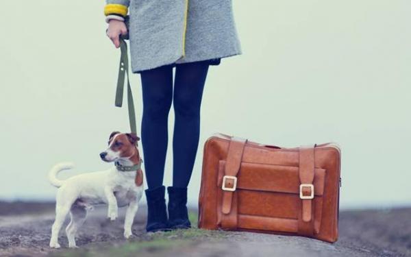trucos y consejos para viajar con nuestras mascotas trucos y consejos para viajar con nuestras mascotas