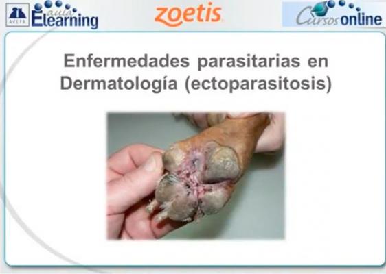 uacuteltimo diacutea para inscribirse en el curso enfermedades parasitarias en dermatologiacutea uacuteltimo diacutea para inscribirse en el curso enfermedades parasitarias en dermatologiacutea