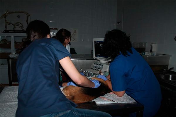 uchceu y neo animalia espantildea realizaraacuten actividades docentes en la facultad de veterinaria de valencia uchceu y neo animalia espantildea realizaraacuten actividades docentes en la facultad de veterinaria de valencia