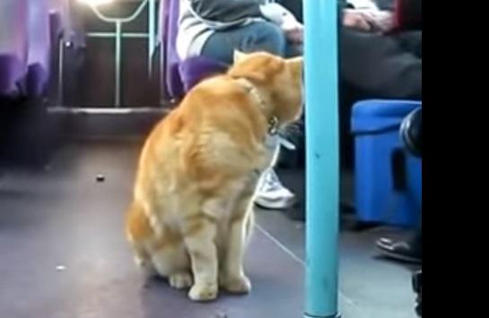 los usuarios del autobuacutes urbano de caacuteceres podraacuten viajar con sus mascotas los usuarios del autobuacutes urbano de caacuteceres podraacuten viajar con sus mascotas