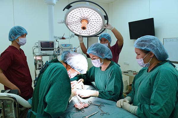 la valvulopatiacutea mitral en perros la valvulopatiacutea mitral en perros