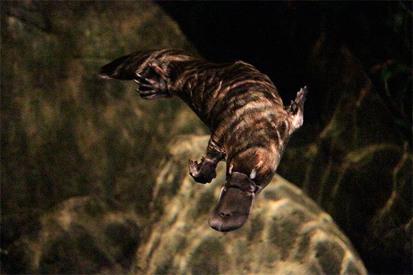 el veneno del ornitorrinco clave para el tratamiento de la diabetes el veneno del ornitorrinco clave para el tratamiento de la diabetes