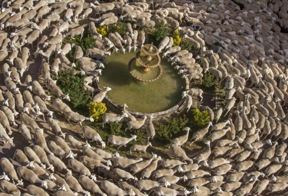 la veterinaria mariacutea del carmen garciacutea gana el i concurso de fotografiacutea de animales la veterinaria mariacutea del carmen garciacutea gana el i concurso de fotografiacutea de animales