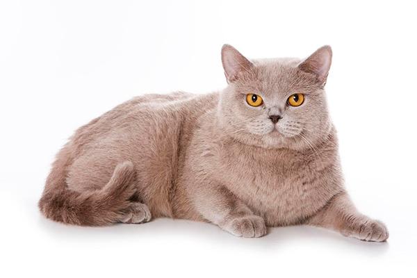 el viacutenculo afectivo entre personas y gatos se estrecha entre los espantildeoles el viacutenculo afectivo entre personas y gatos se estrecha entre los espantildeoles